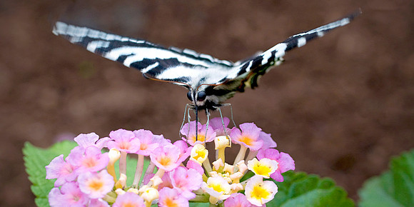 Zebra Swallowtail - Feeding/Pollinating