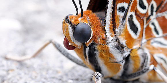 White Barred Emperor Butterfly - Portrait