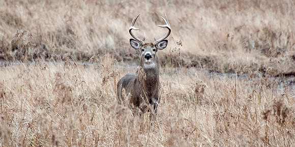 Northern White Tailed Deer - Buck