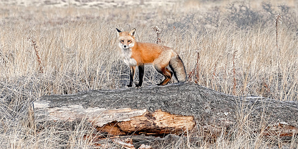 Red Fox - Sand Dunes