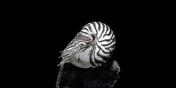 Chambered Nautilus (Nautilus Pompilius)