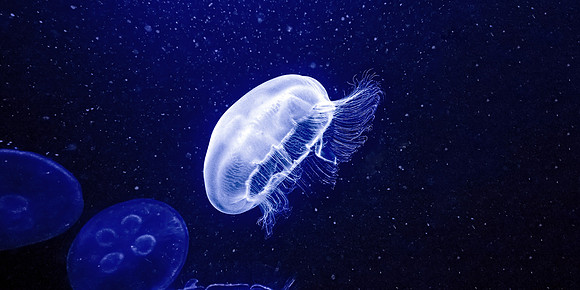 Moon Jellyfish II