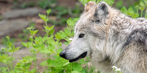 Mexican Gray Wolf Profile
