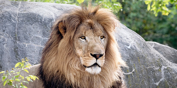 Majestic Lion