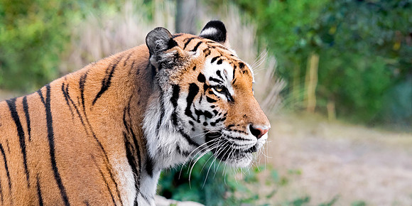 Tiger - Panthera Tigris