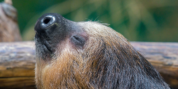 Linne's Two-Toed Sloth - Portrait