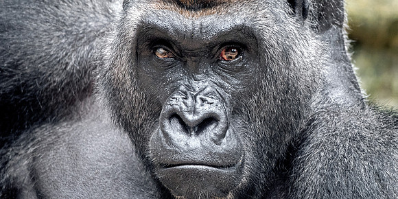Western Lowland Gorilla - Male Silverback