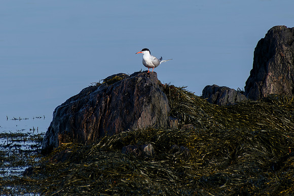 Common Tern - Perched Rocks & Seaweed