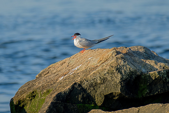 Common Tern - Perched