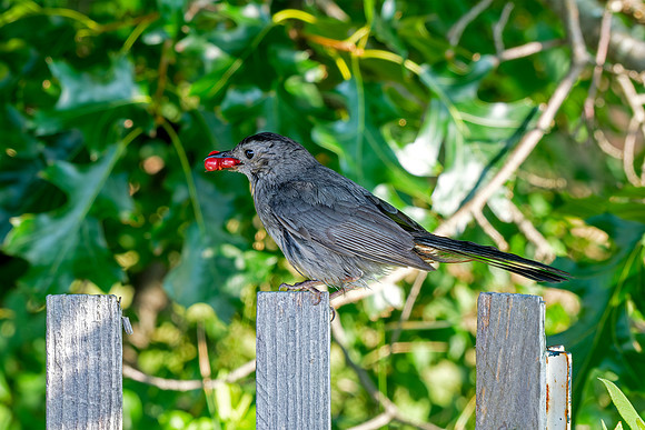 Gray Catbird With Berries - Perched
