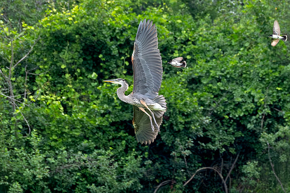 Great Blue Heron - Eastern Kingbirds