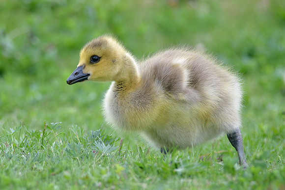 Canadian Goose Gosling - Field