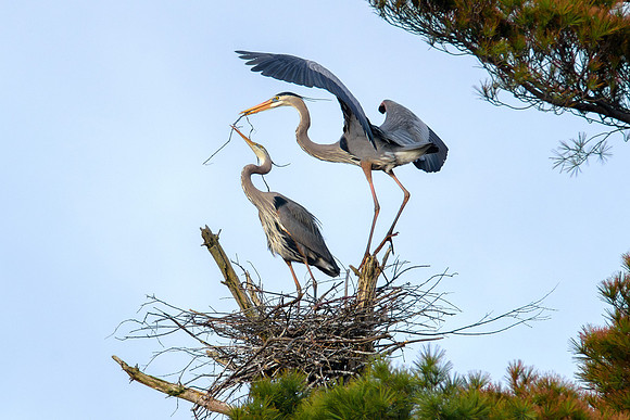 Great Blue Herons - Nest Building