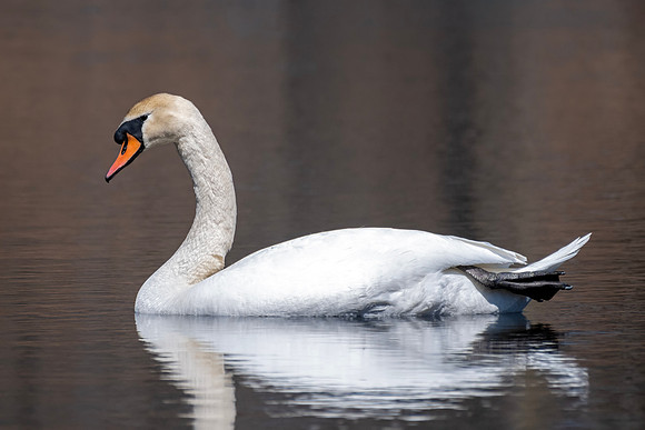 Mute Swan - 01