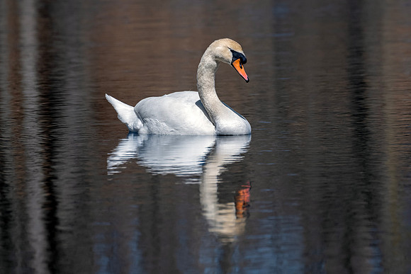 Mute Swan - Reflection