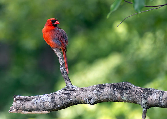 Northern Cardinal - Male Perched