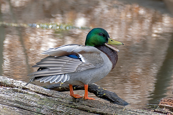 Male Mallard - Quacking