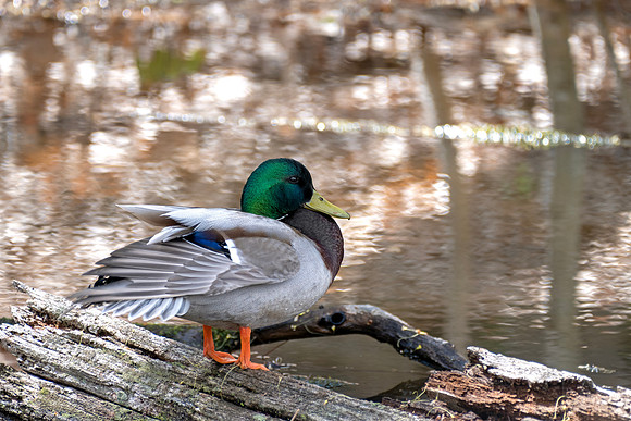 Male Mallard - Perched Log