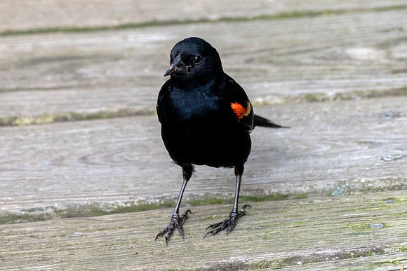 Red-winged Blackbird - Boardwalk