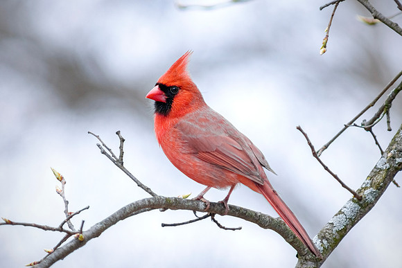 Northern Cardinal - Male Perched