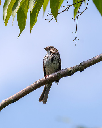 Song Sparrow - Perching