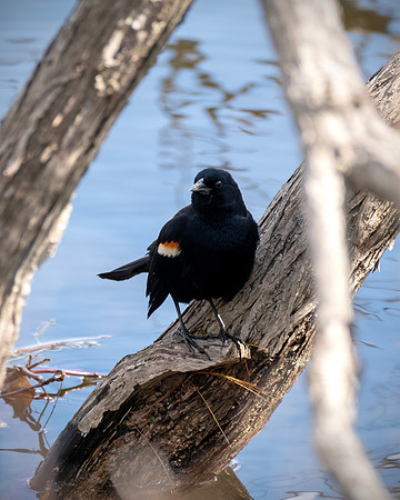 Red-Winged Blackbird - Perched at Lakes Edge
