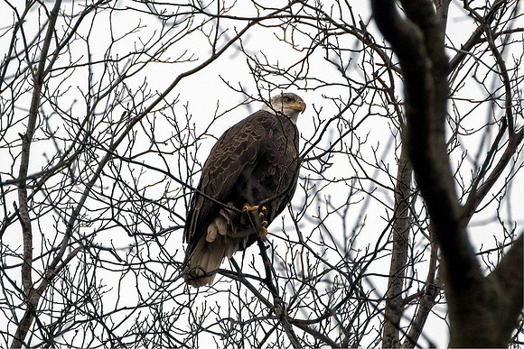 Bald Eagle - Perched in Branches