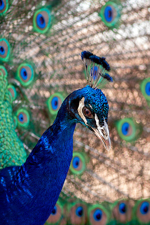 Blue Indian Peacock Male - Portrait