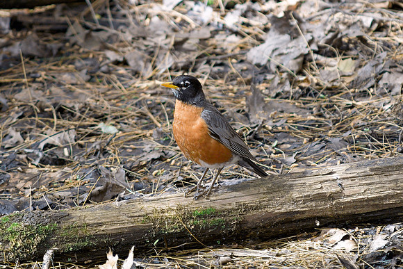 American Robin - Forest Floor