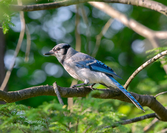 Blue Jay - Perched