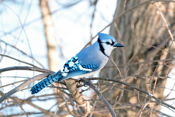 Blue Jay - Winter