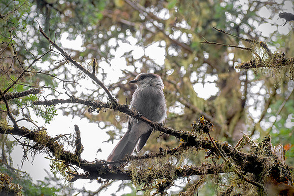Canada Jay - Perched