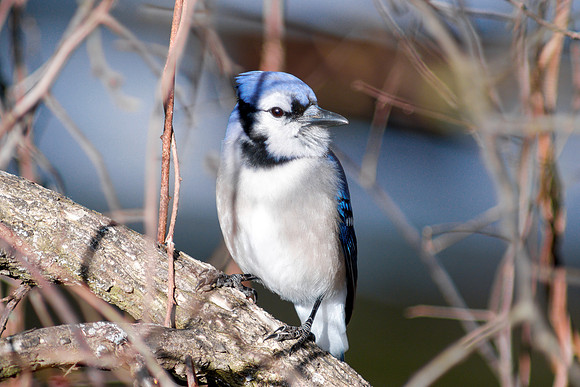 Blue Jay - Spring