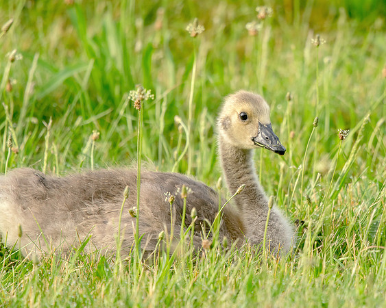 Canadian Goose - Gosling