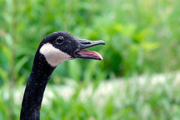 Canadian Goose Portrait Profile - Hissing