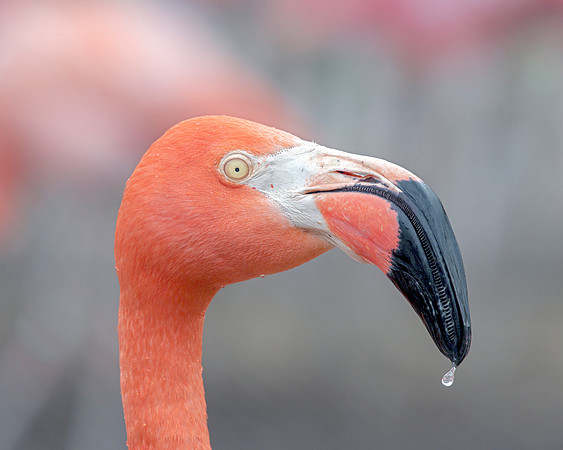 Caribbean Flamingo - Portrait