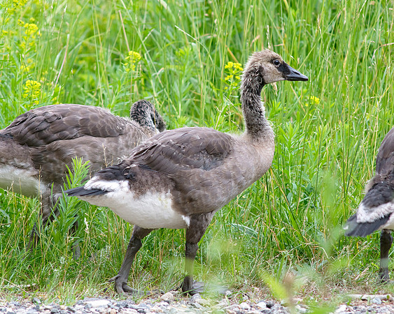 Immature Canadian Goose - High Grass