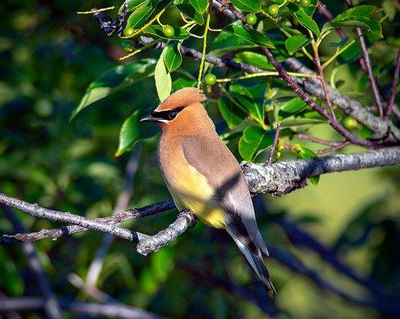 Cedar Waxwing - Perched
