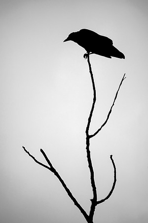 Crow Silhouette