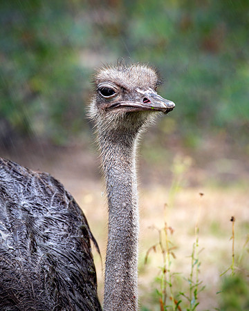 Common Ostrich (Struthio camelus) - Shower