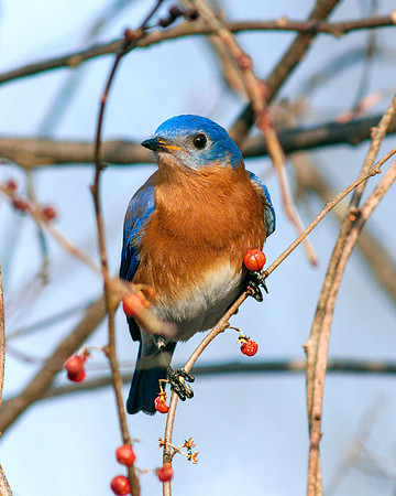 Eastern Bluebird - Perched I