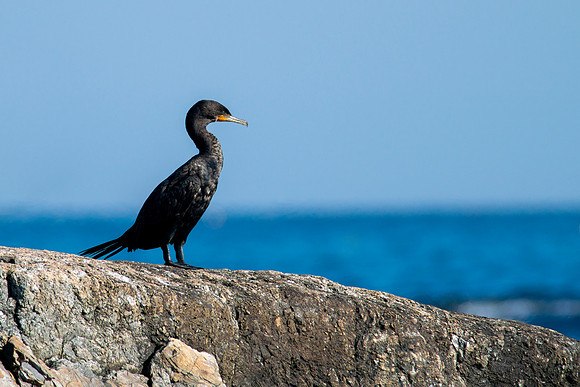 Double Crested Cormorant - Overlooking Coast