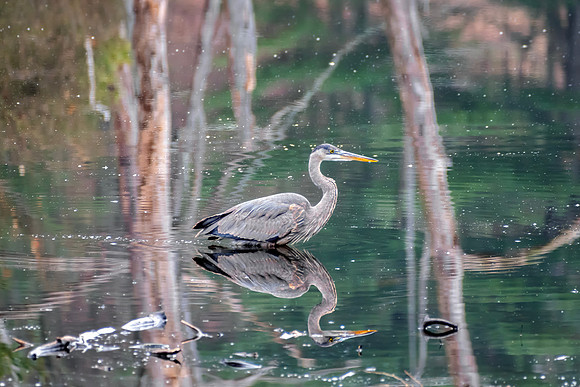 Great Blue Heron - Reflection