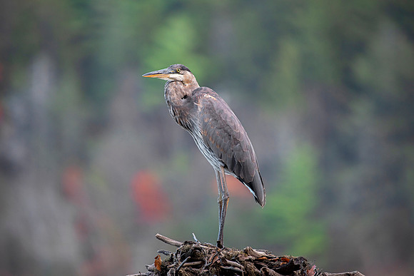 Great Blue Heron - Woodlands