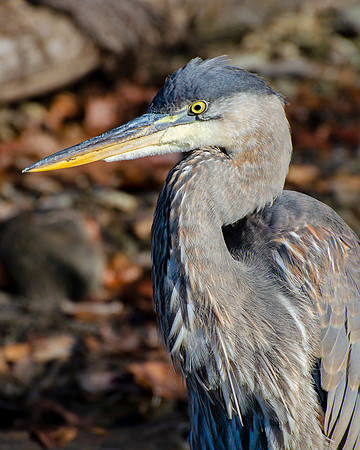 Great Blue Heron Portrait - Fall III