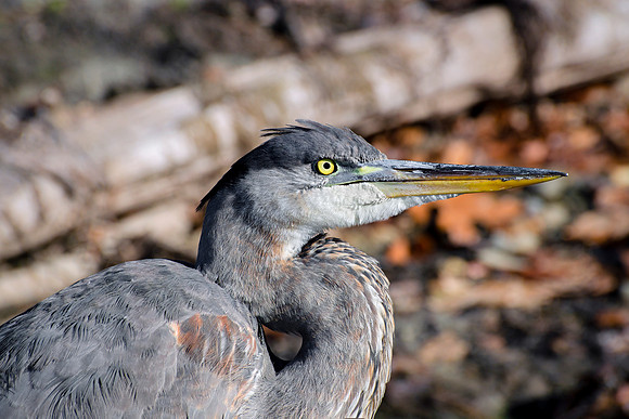 Great Blue Heron Portrait - Fall