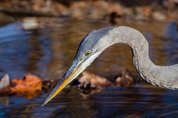Great Blue Heron Portrait - Fishing