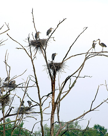 Great Blue Heron Family Tree