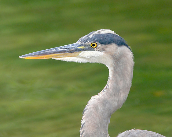Great Blue Heron Portrait - Water