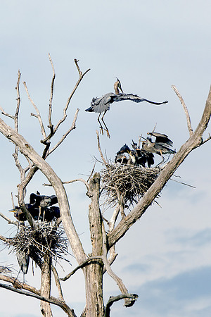 Great Blue Heron Adult Returning to Nest